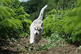 SIBERIAN HUSKY 335